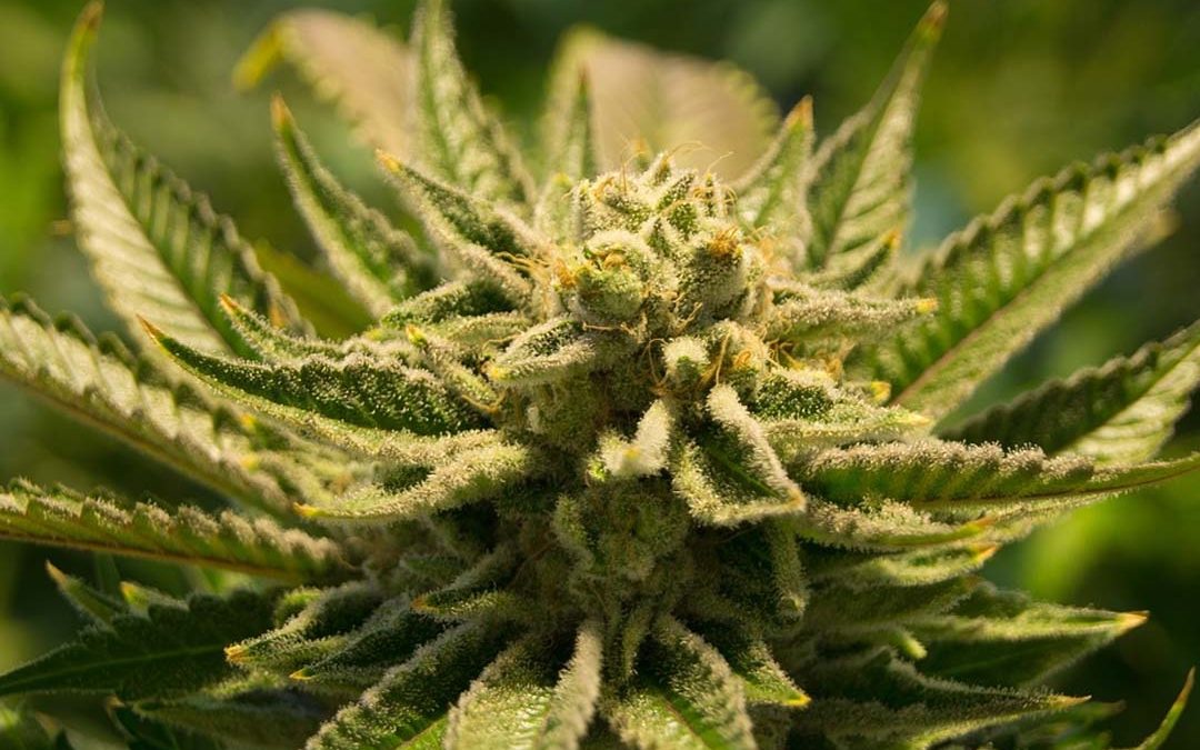 Variedades más exóticas de marihuana para cultivar