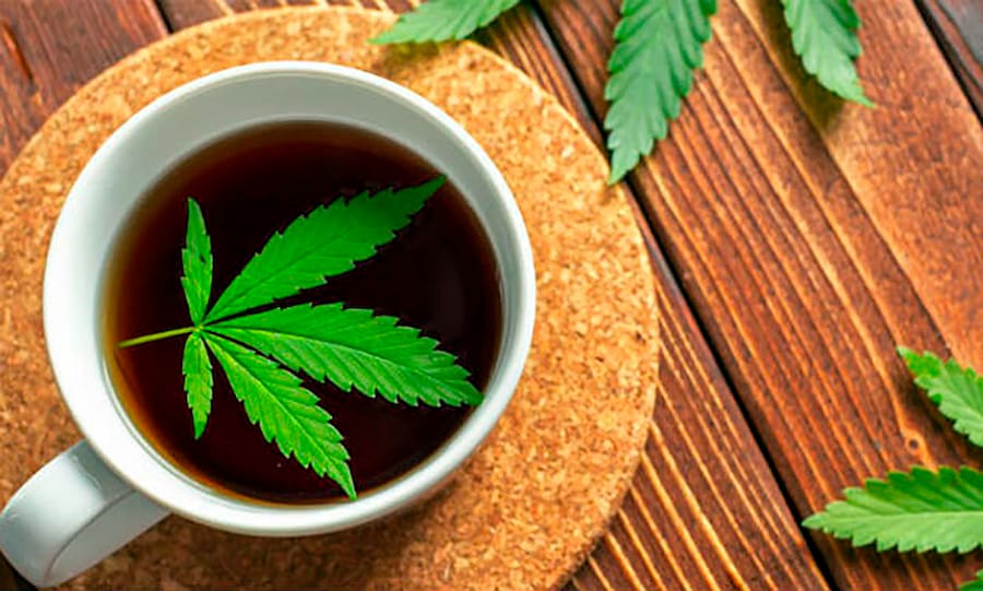 Cómo preparar té de marihuana, receta de la infusión