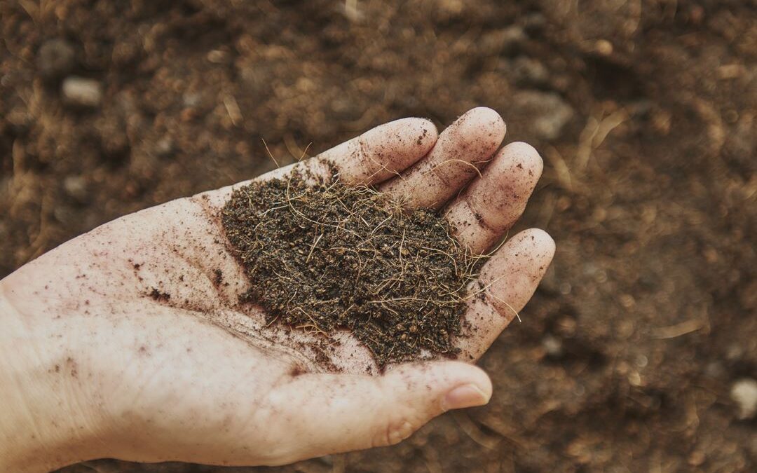 Que fertilizantes usar en cultivo de interior